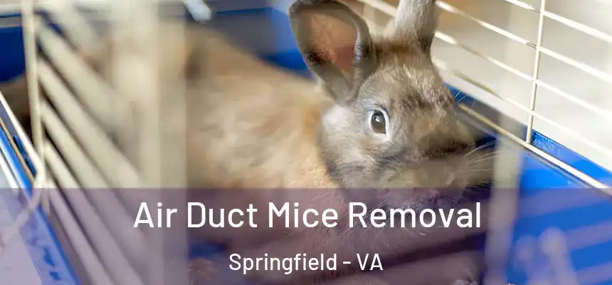  Air Duct Mice Removal Springfield - VA